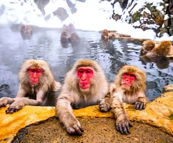 From Tokyo: Nagano Snow Monkey Park Zenkoji Temple Day Trip