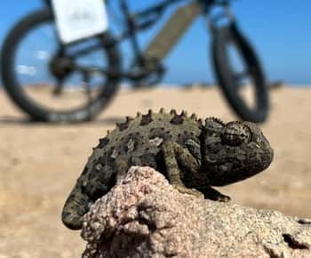 Swakopmund: "UP CLOSE" Levende Woestijn E-FatBike Tour