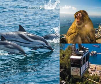 Gibraltar: Combo de croazieră și telecabină cu Delphin Watch