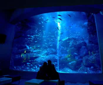 Tokyo: Biglietto d'ingresso all'acquario di Sumida