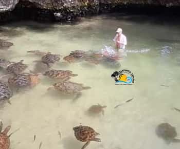Zanzibar: Nungwi Mnarani Aquarium Feed and Swim with Turtles