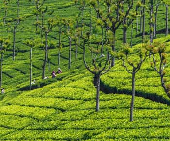 2-Day Ooty and Coonoor Sightseeing Tour