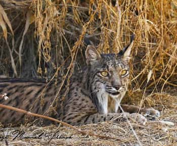 Discover Doñana & Iberian Lynx: Premium Nature Tour
