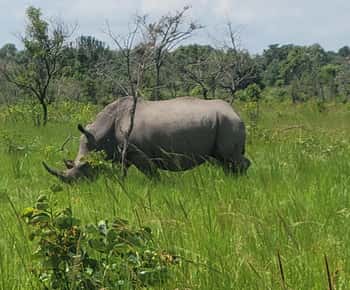 From Kampala: Ziwa Rhino Sanctuary Day Tour with Lunch