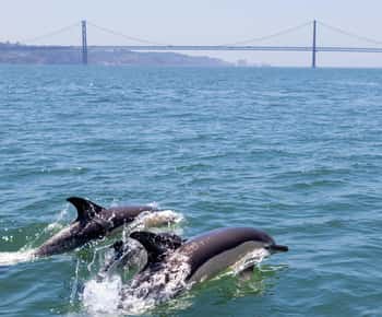 Lissabon: Båttur med delfinsafari och välkomstkaffe