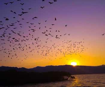 Flying Fox Sunset Cruise Private Boat Charter Labuan Bajo