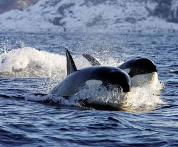 Alta: Alta Fjord Whale Watching Tour