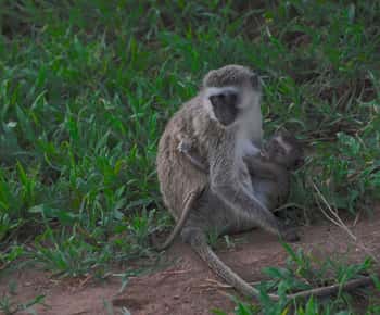 3-days unforgettable memory from Dar-es-Salaam to Mikumi NP