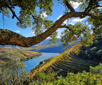 Von Pinhão aus: Douro Valley Tour mit Weinverkostung und Bootstour