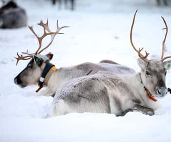 Kuusamo: Besuch einer Rentierfarm