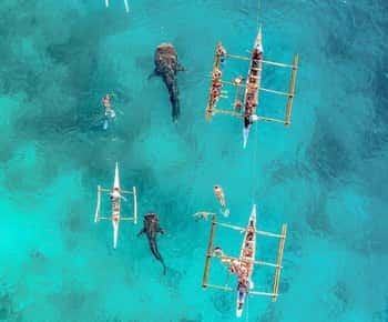 Cebu Adventure: Private Whaleshark + Kawasan Canyoneering