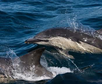 Isle of Mull: Guided Wildlife Watch at Glengorm Castle