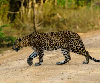 Vanuit Ella : Safari in het Yala National Park & Vertrek in Arugambay