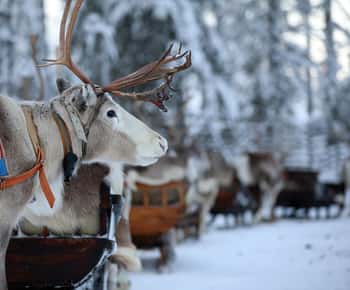 Kuusamo: Rentierschlittenfahrt und Bauernhofbesuch