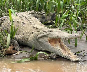 Tarcoles River: Jungle Crocodile Safari & Bird Watching Tour