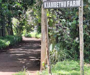 Kaimbethu tea farm tour and lunch package