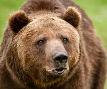 Von Bukarest aus: Das Bärenschutzgebiet Libearty und Draculas Schloss