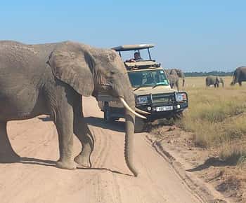 Excursión de un día al Parque Nacional de Amboseli y al pueblo masái desde Nairobi