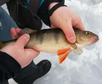 Kemi-Tornio: Isfiskesafari med snescootere