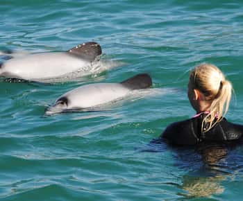 Akaroa: Zwemmen met wilde dolfijnen