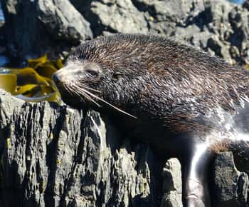 Wellington: Puolen päivän Seal Coast Safari