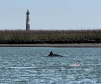 Charleston: Privat hajtandjakt och visning av fyren