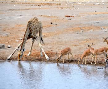 3 Days Etosha National Park; Self Drive Tour