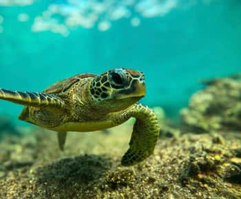 Fai snorkeling con le tartarughe alle Isole Ad Daymaniyat