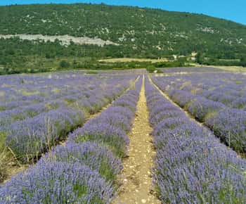 la plecare din Avignon: tur de jumătate de zi în lavandă
