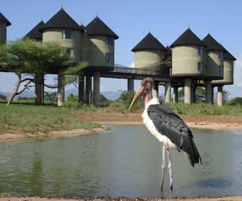 3 days 2 nights saltlick safari from diani/mombasa