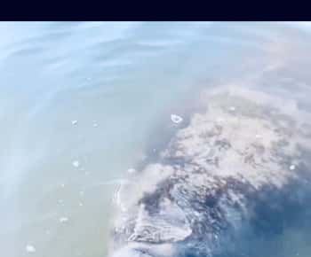 Manatee and Nature Tour of Ormond Beach