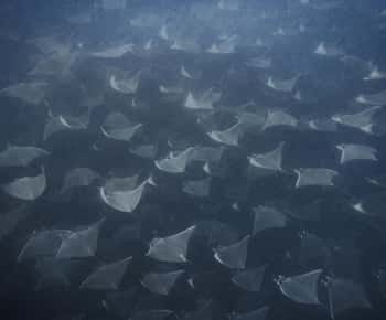 Cabo Pulmo Snorkeling