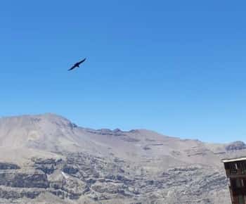 Santiago: Condor watching at the Andes & Artisan Village