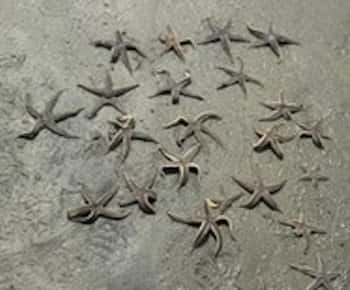 Hilton Head Island: Disappearing Island and Dolphin Tour