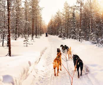 4hr Dog Sledding Trip on Finnmarksvidda
