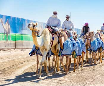 Explore West Qatar and Sheehaniya Camel racetrack visit.