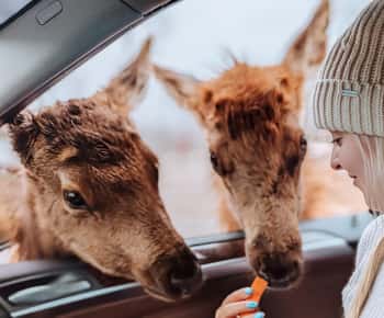 Ottawa: Private Wildlife Adventure Safari in Parc Omega