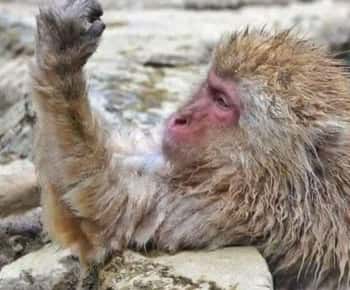 From Tokyo/Nagano: Luxury Snow Monkey Private Full-Day Tour