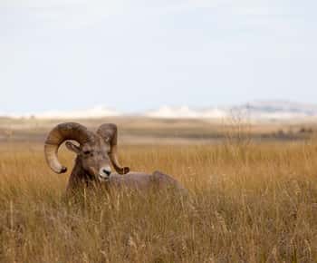 Badlands National Park: Eerste dagtour