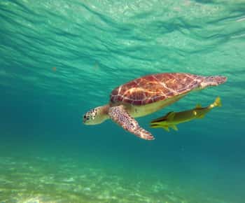 Akumal: Begeleid snorkelen met zeeschildpadden