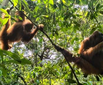 Bukit Lawang: Een unieke wildlife tour & overnachting in de jungle