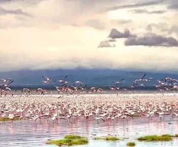 2-Day Lake Nakuru, Hell's Gate and Lake Naivasha Adventure