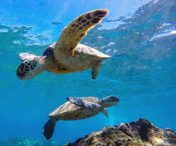 Muscat: Wycieczka snorkelingowa na wyspy Daymaniat z przekąskami