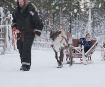 Levi: Lappish Reindeer Sled Ride 3 km