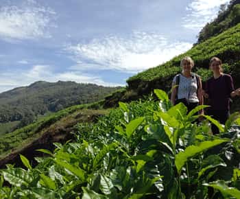 Excursión Privada al Té en Munnar