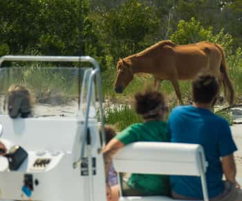 Ocean City: Privat fest på Assateague Island Cruise