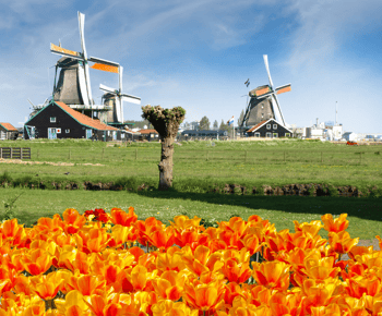 Amsterdam: Escursione di un giorno ai mulini a vento di Keukenhof e Zaanse Schans