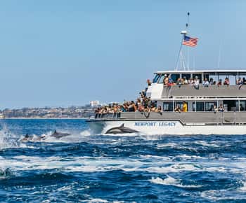 Newport Beach: 2-Stunden-Walbeobachtungstour
