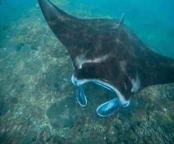 Nusa Penida: Snorkeling 3 Spots with GoPro & West Land Tour