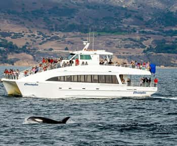 Long Beach: Whale-Watching-Bootsfahrt und Delfinbeobachtung